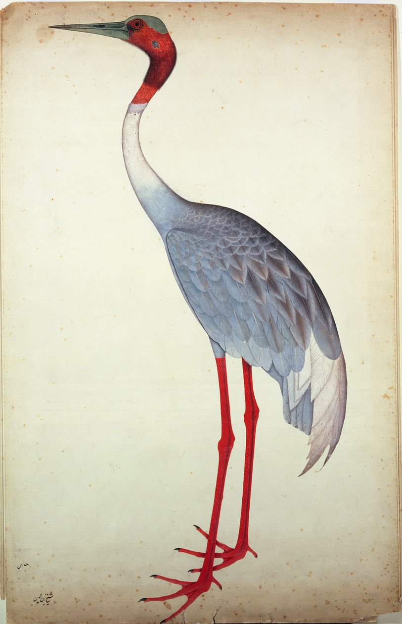 Sarus Crane, pintado para Lady Impey em Calcutá, c.1780 de Shaikh Zain ud Din