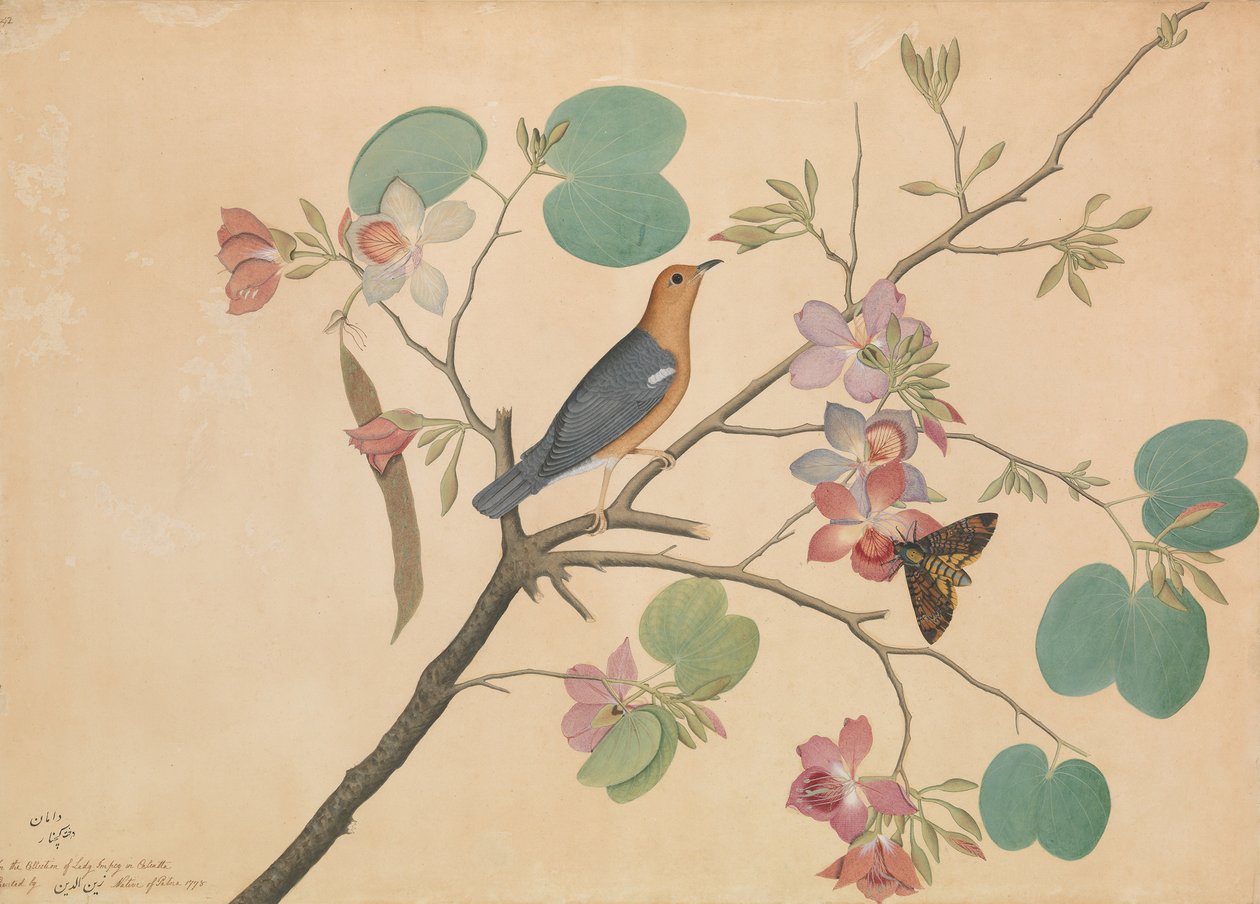 Um tordo-de-cabeça-laranja e uma mariposa-da-morte em um ébano roxo..., datado de 1778. de Shaikh Zain al Din