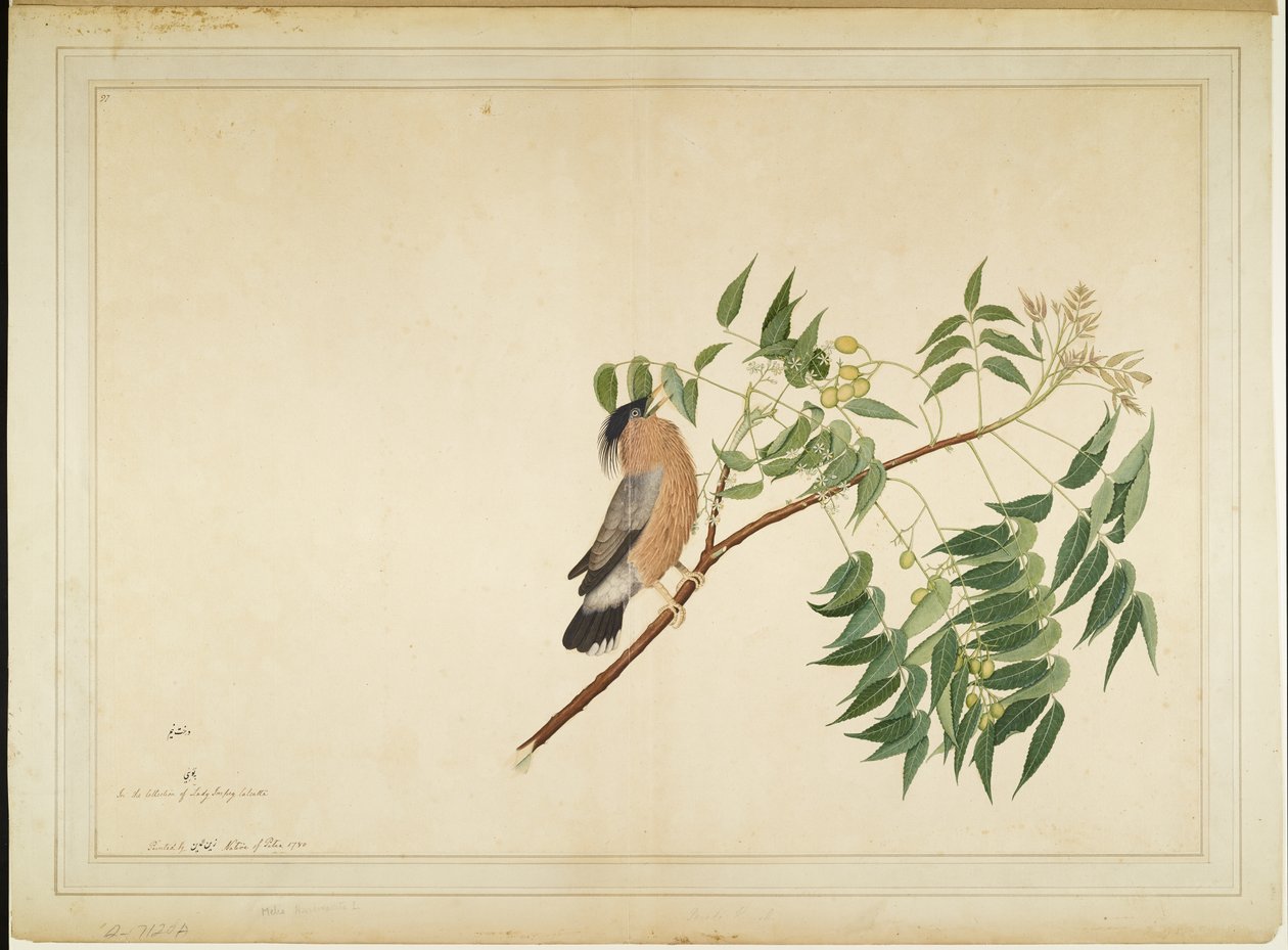 Brahminy Starling no galho de árvore de Neem, fólio de uma série encomendada por Lady Impey, 1780 de Shaikh Zain ud Din