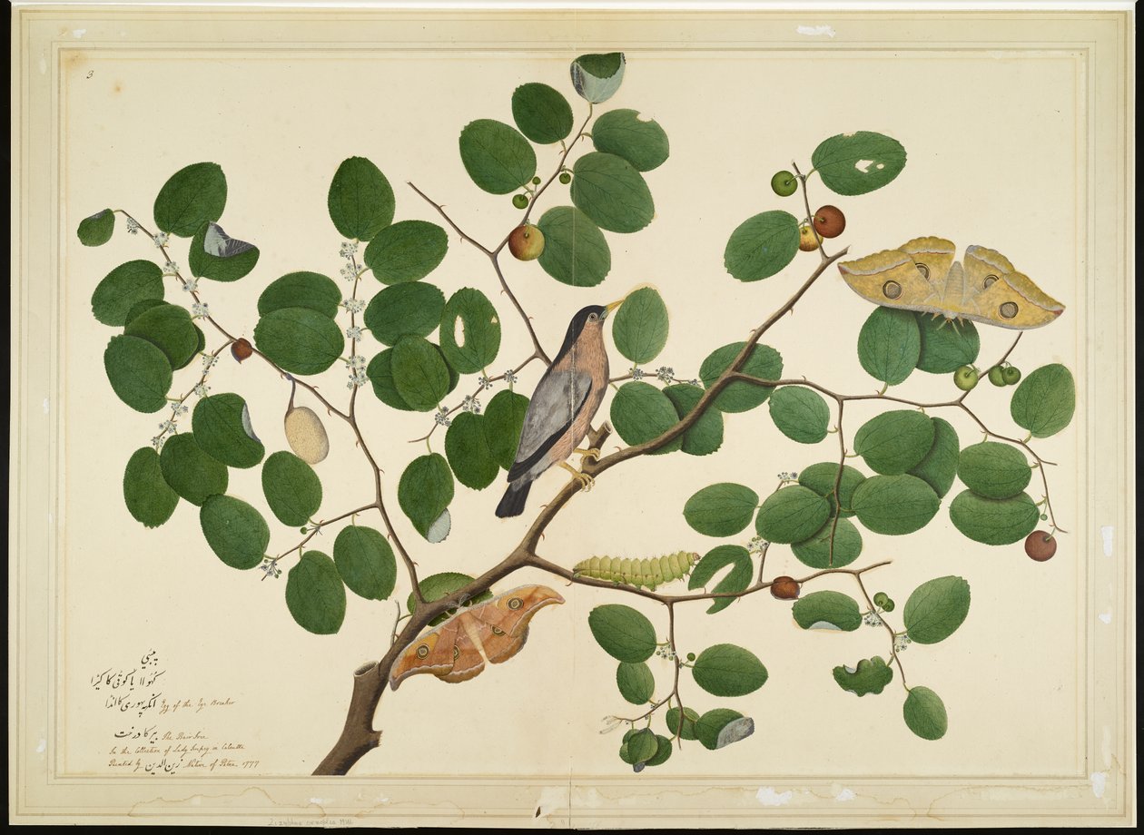 Brahminy Starling com duas traças de Antheraea, lagarta e casulo na árvore de jujuba da Índia, folha de uma série encomendada por Lady Impey, 1777 de Shaikh Zain ud Din