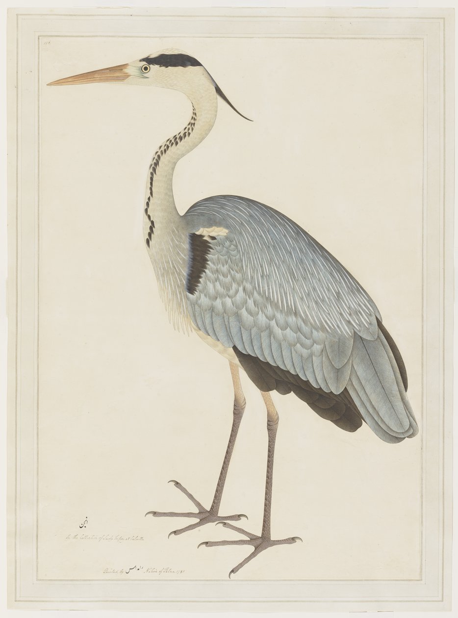Garça-real cinzenta, folha de uma série encomendada por Lady Impey, c.1780-82 de Shaikh Zain ud Din