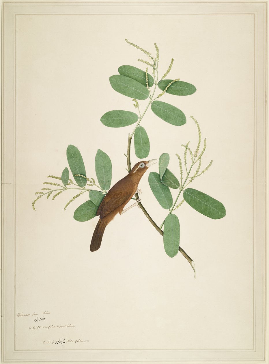 Hwamei no ramo Terminalia, folha de uma série encomendada por Lady Impey, 1780 de Shaikh Zain ud Din