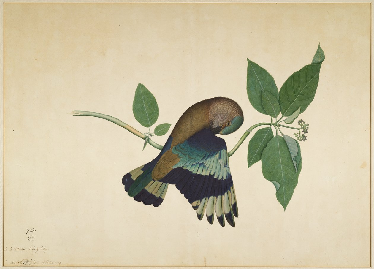 Rolo indiano no ramo de sândalo, folha de uma série encomendada por Lady Impey, 1779 de Shaikh Zain ud Din