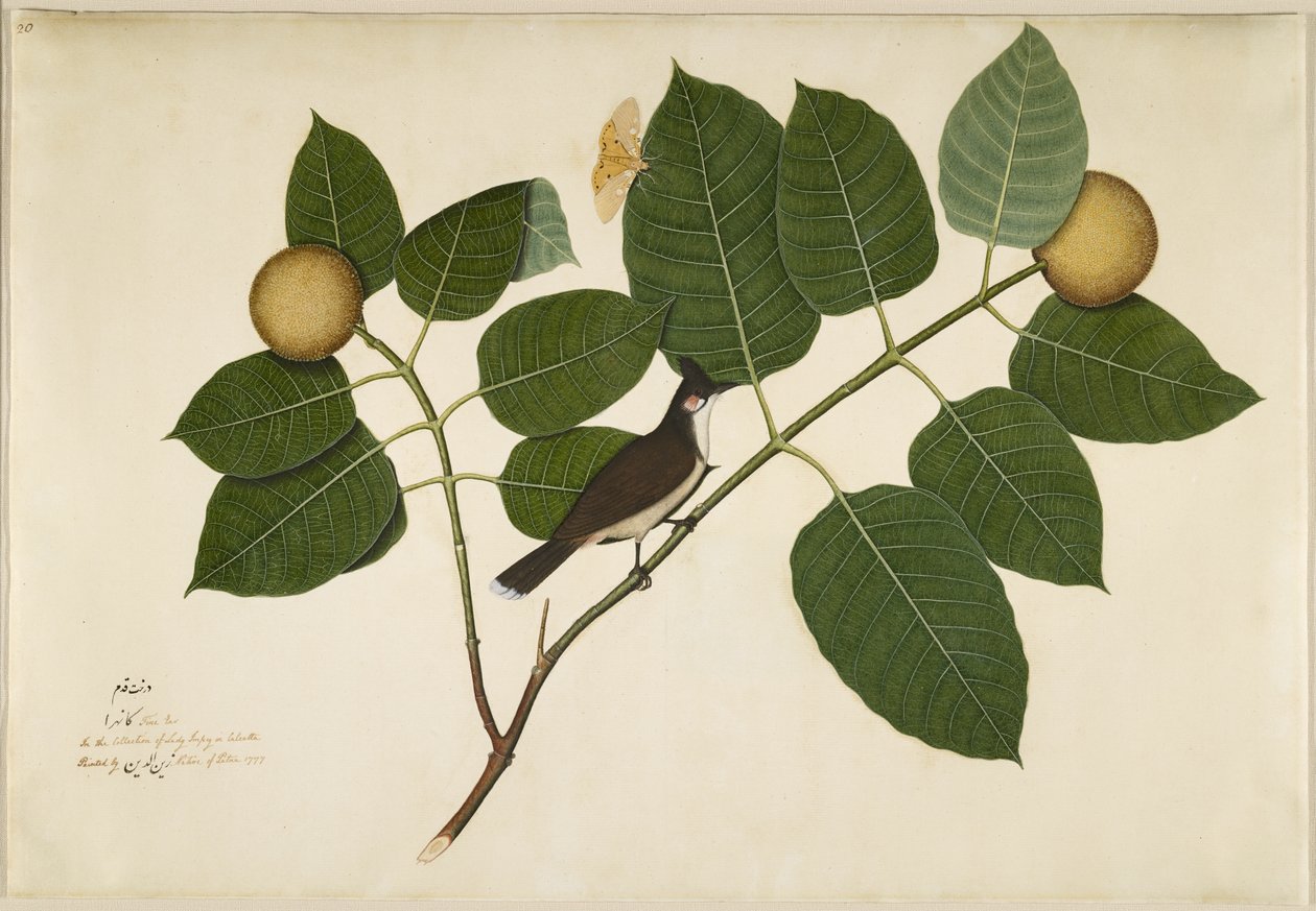 Bulbul de bigode vermelho e traça de Aganais Ficus no ramo de Kadamba, fólio de uma série encomendada por Lady Impey, 1777 de Shaikh Zain ud Din