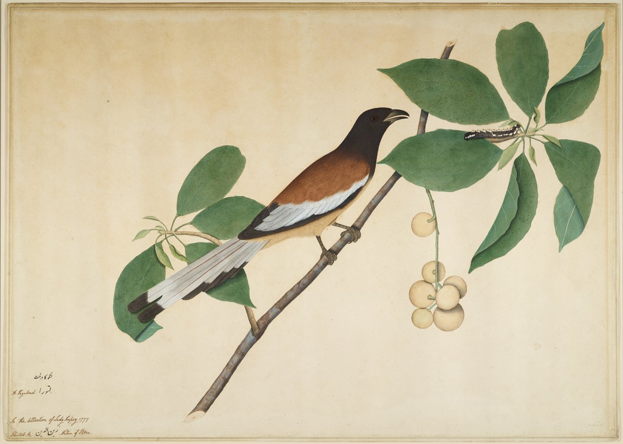Rufous Treepie e Caterpillar no ramo, folha de uma série encomendada por Lady Impey, 1777 de Shaikh Zain ud Din