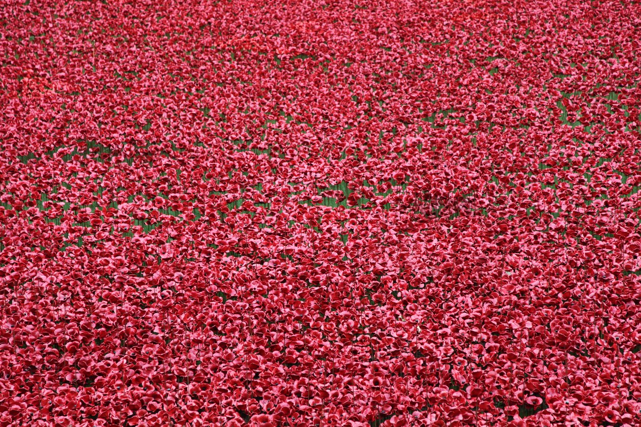 Terras varridas sangue e mares do vermelho, torre de Londres, 2014. de Sheldon Marshall