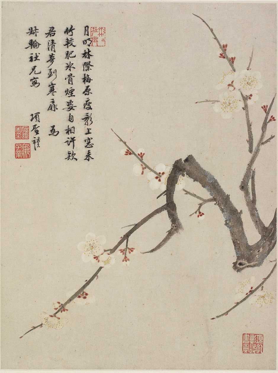 Ameixa em flor de um álbum de flores de dez folhas, 1656 (tinta e cor no papel) de Shengmo Xiang