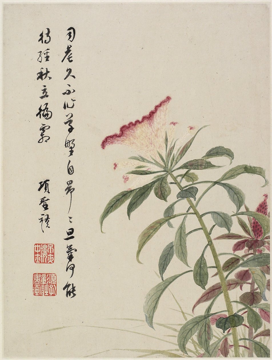 Cock-pente de um álbum de flores de dez folhas, 1656 (tinta e cor no papel) de Shengmo Xiang