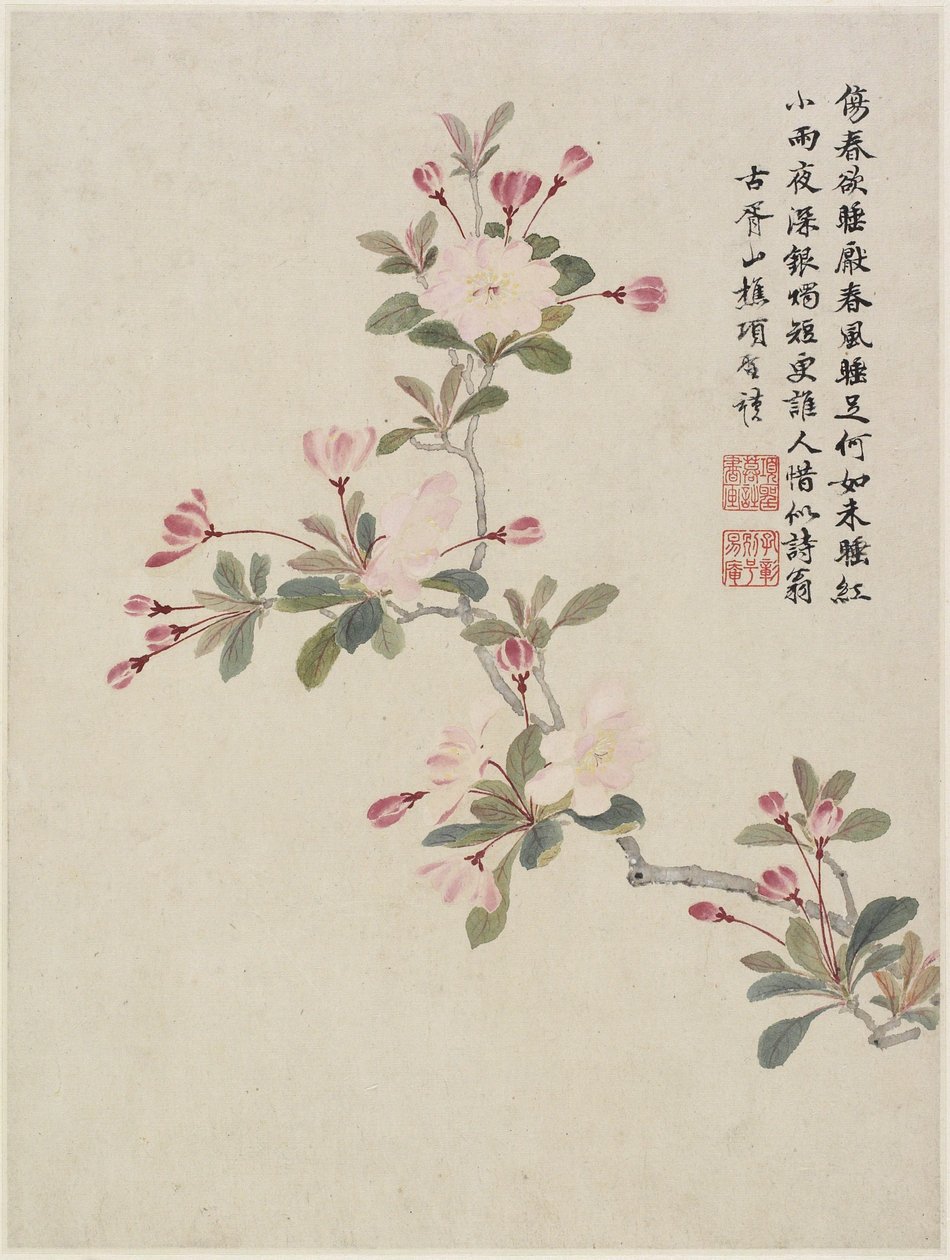 Crab-apple Blossom de um álbum de flores de dez folhas, 1656 (tinta e cor no papel) de Shengmo Xiang