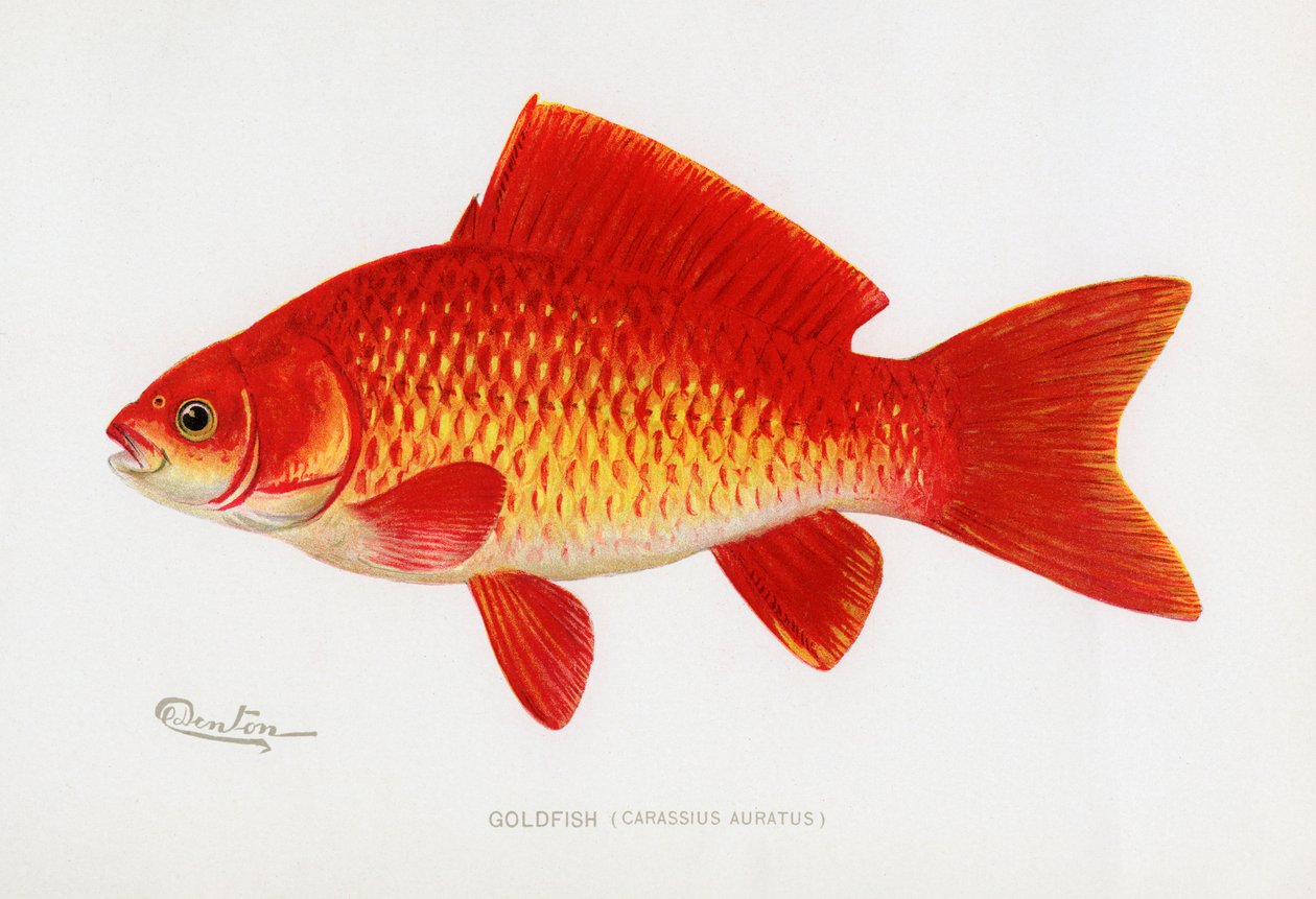 Peixe dourado (Carassius auratus) de Sherman Foote Denton