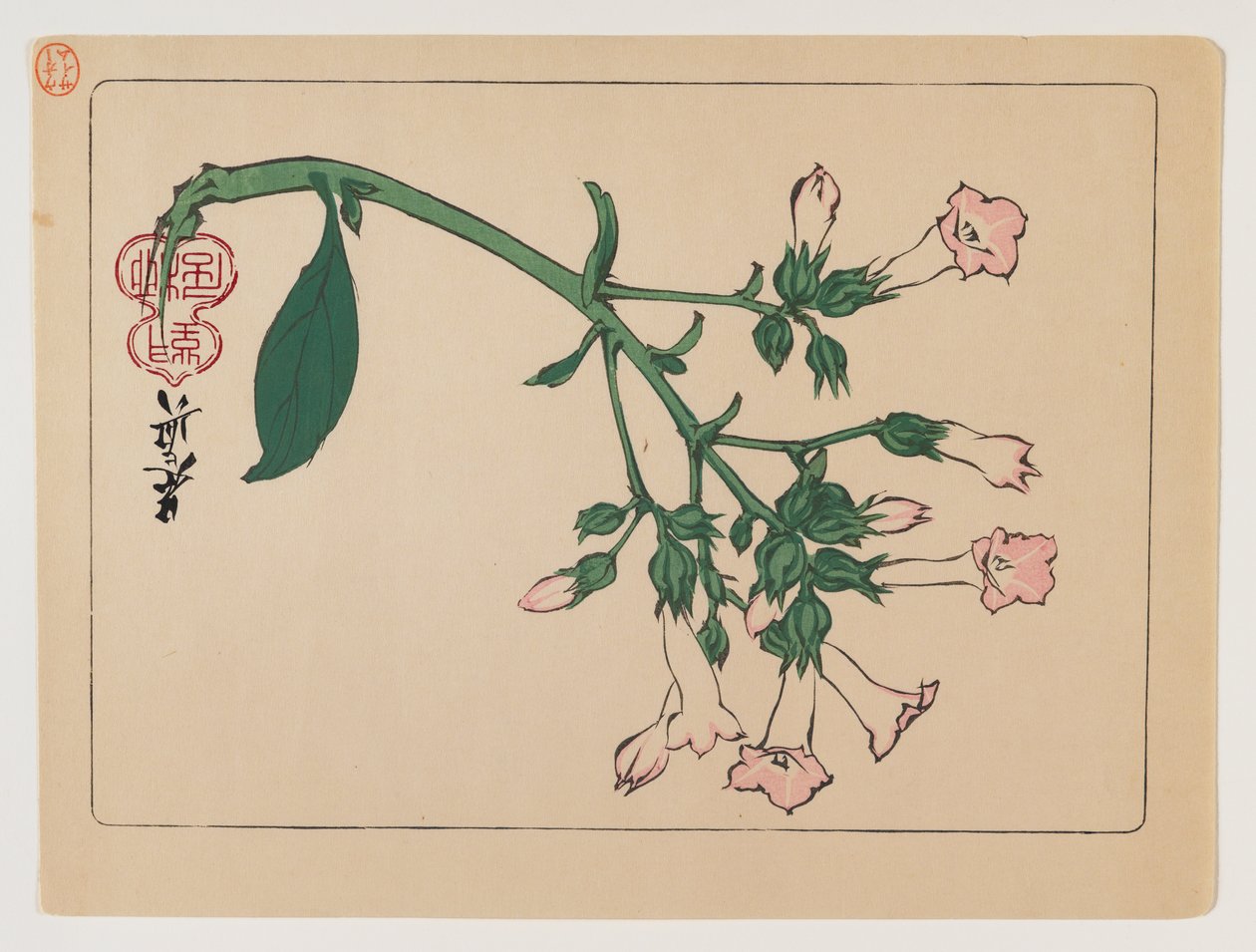 Planta de florescência da série Hana Kurabe, c.1880 (impressão de cor xilogravura) de Shibata Zeshin