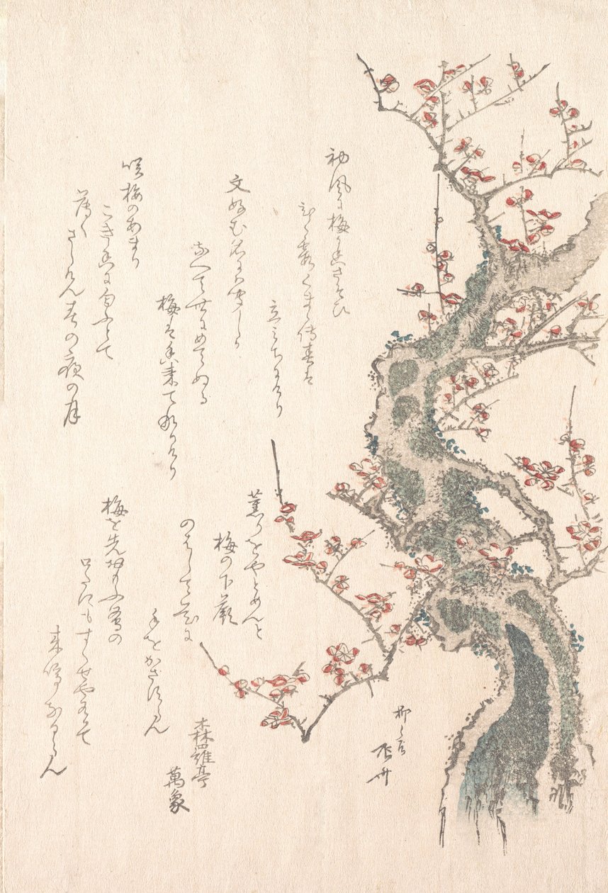Coleção Spring Rain Harusame shu, vol. 1: Ameixeira em Flor, ca. 1805-10., c. 1805-10. de Shinsai