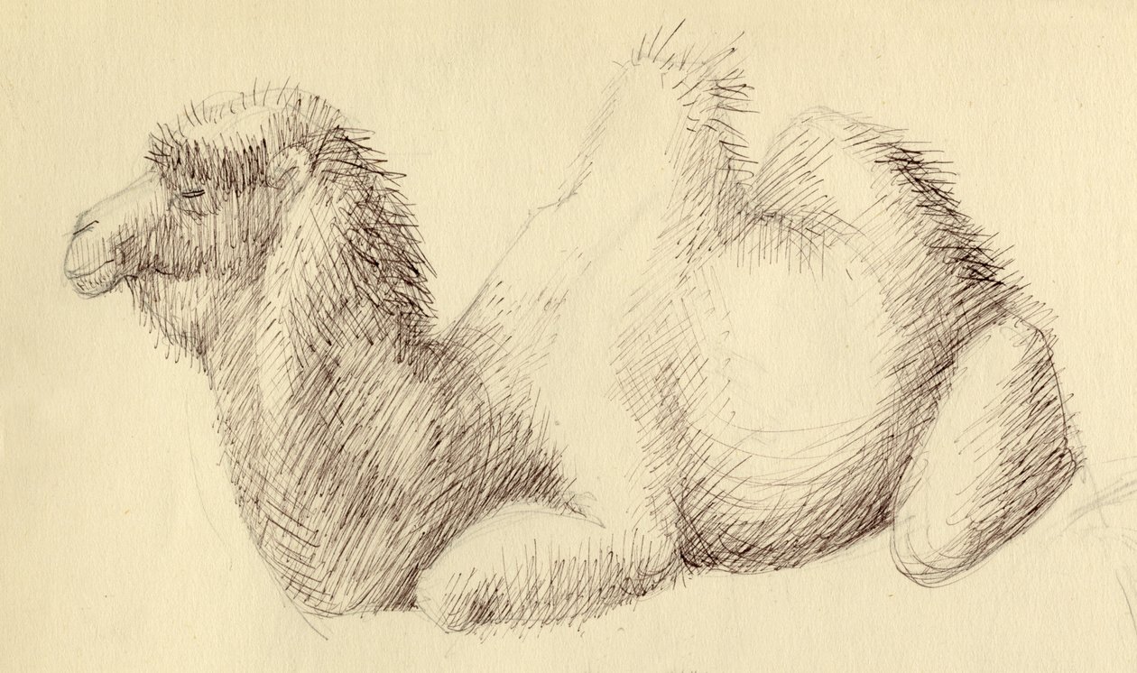 Camelo, c1951. de Shirley Markham