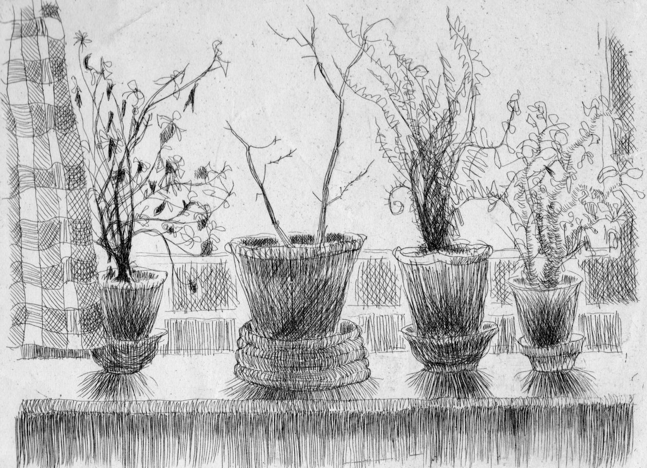 Plantas mortas no peitoril da janela, 1952. de Shirley Markham