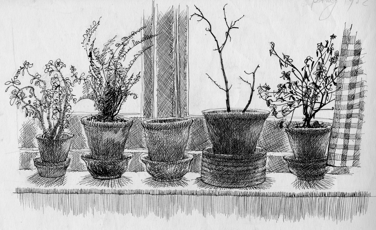 Plantas mortas no peitoril da janela, 1952. de Shirley Markham