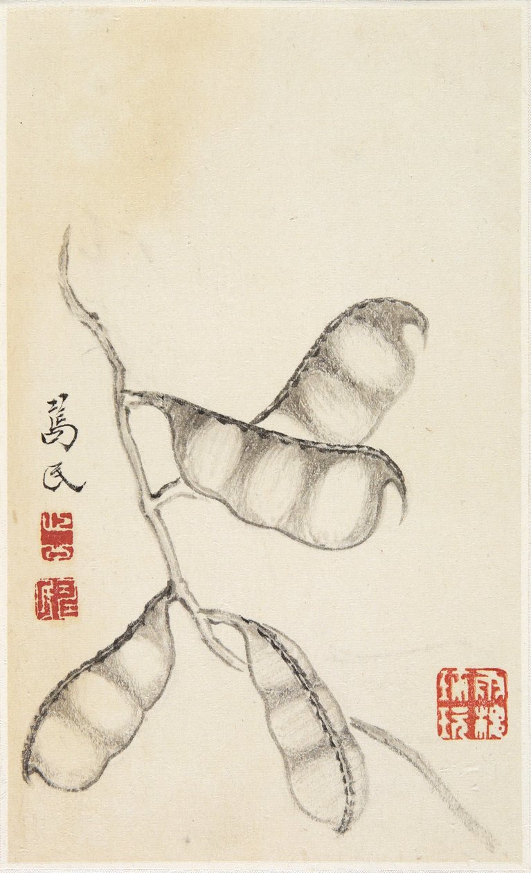 Pea Pods, de um álbum de legumes (tinta sobre papel) de Shou min Pien