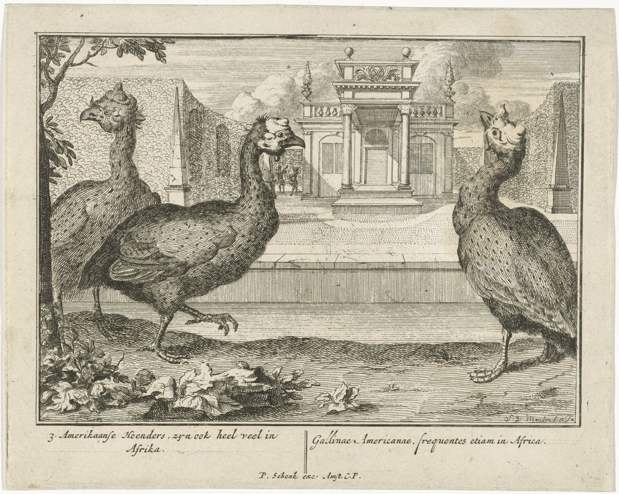 Pintada
3 American Fowl, são também muito comuns em África (...) (título sobre o objecto) de Sieuwert van der Meulen