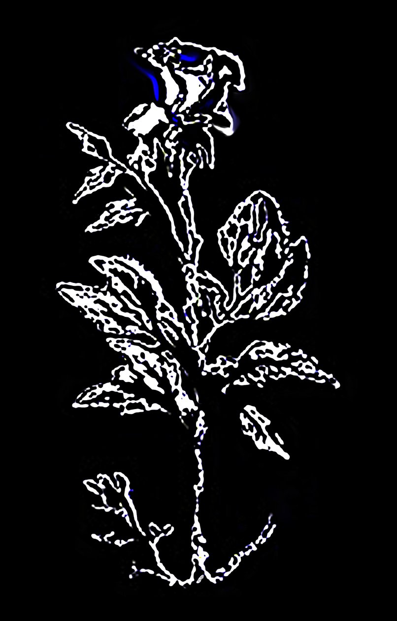 Elegância nocturna cintilante de Silvia Martini