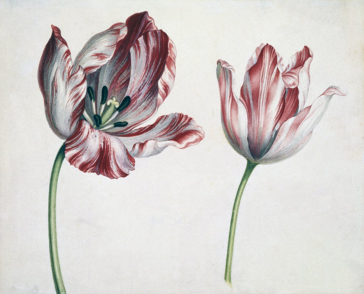 Tulipas de Simon Peeterz Verelst