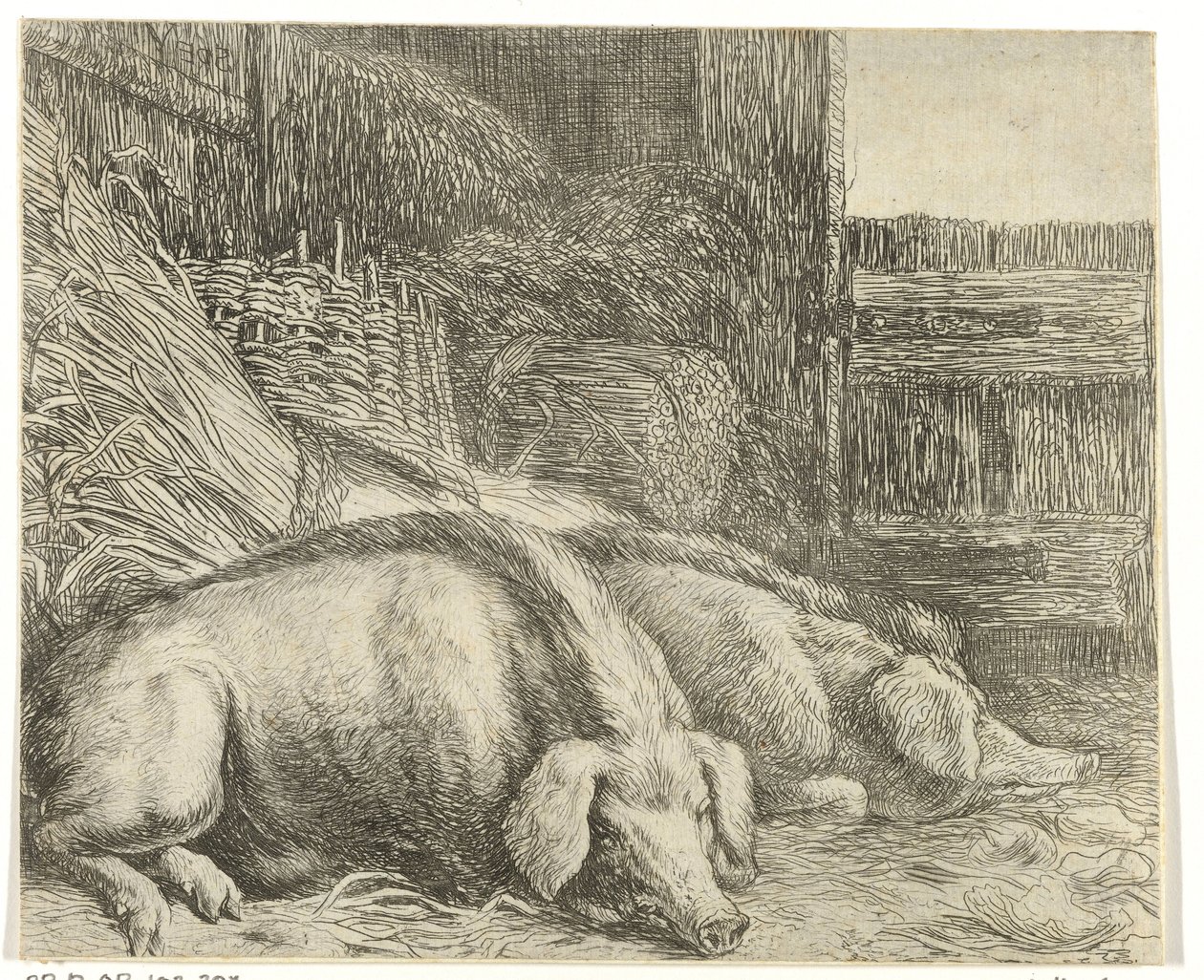 Dois porcos
Vários animais (título da série)
Abelhas do papagaio (título da série) de Simon de Vlieger