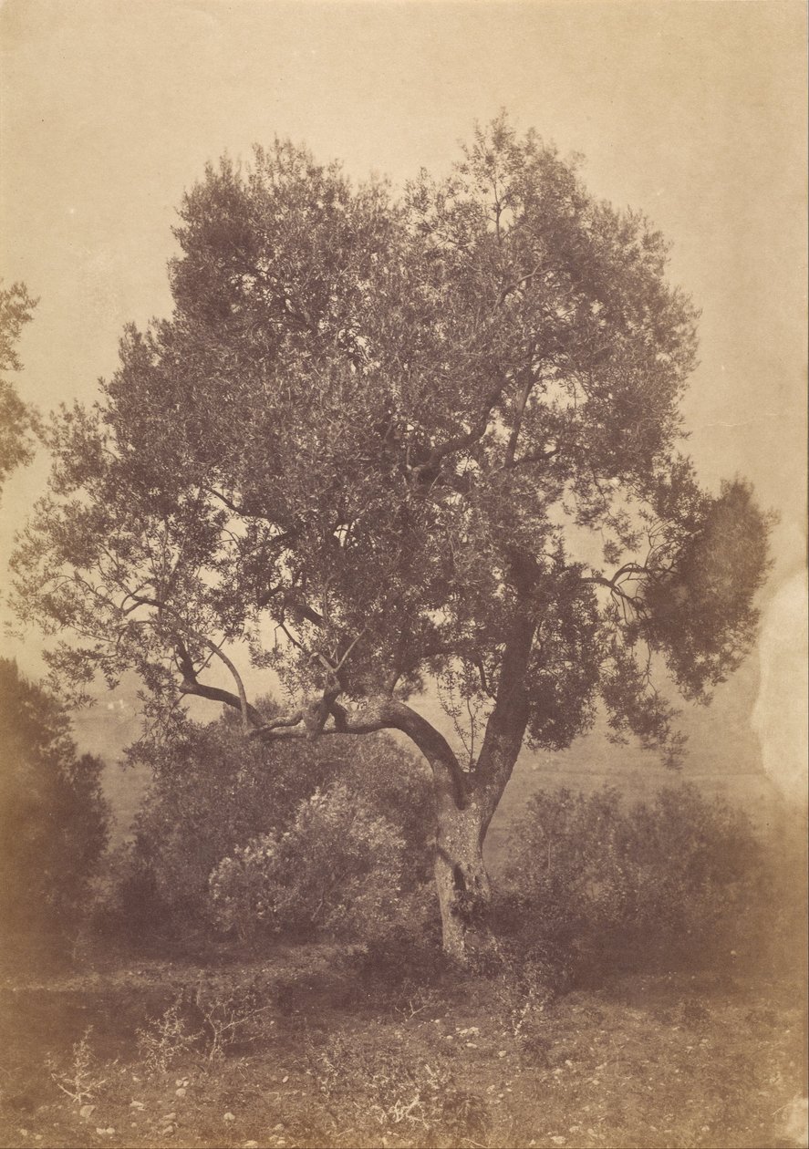Carvalho de Sir Coutts Lindsay