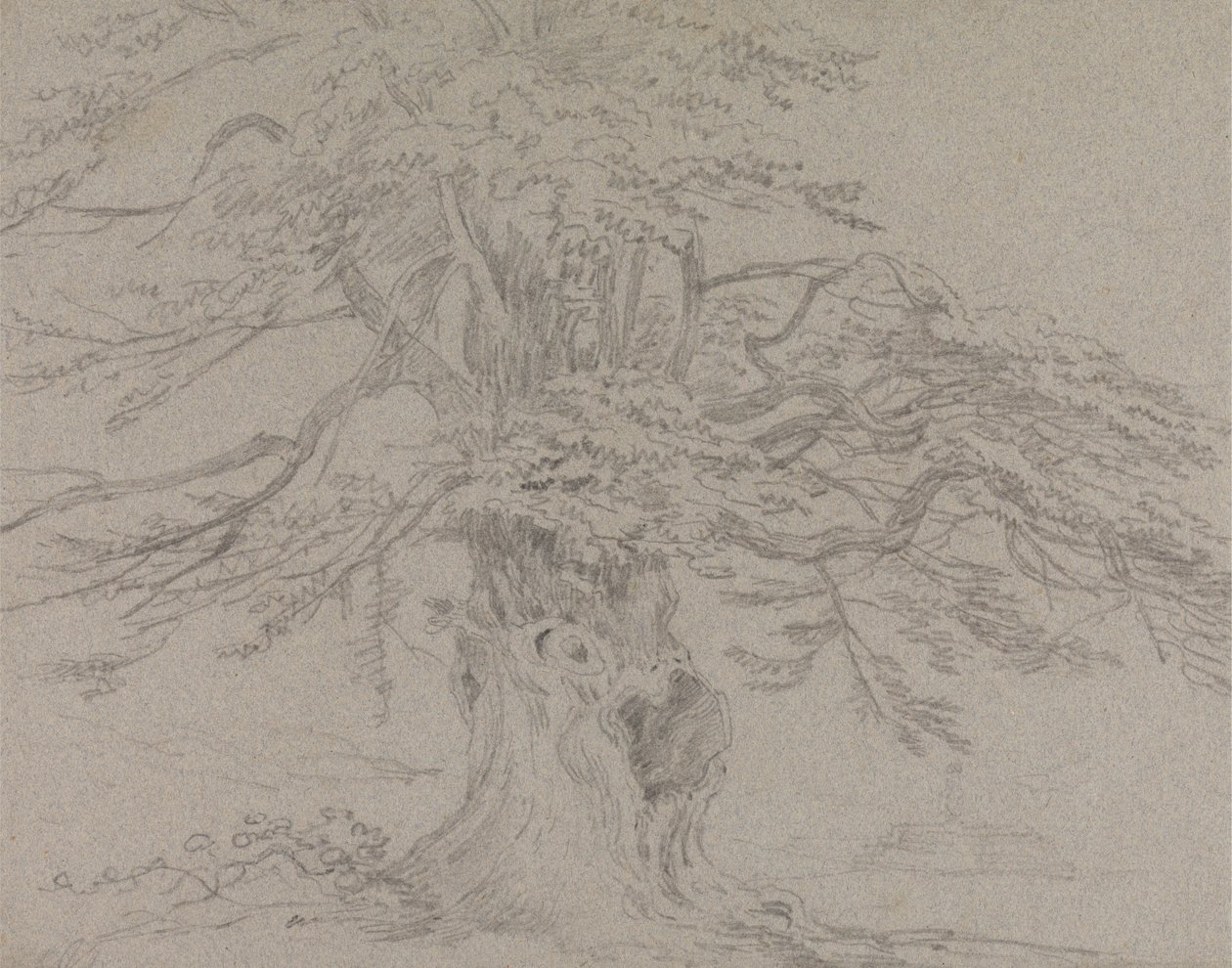 Estudo das árvores de Sir George Howland Beaumont seventh Baronet