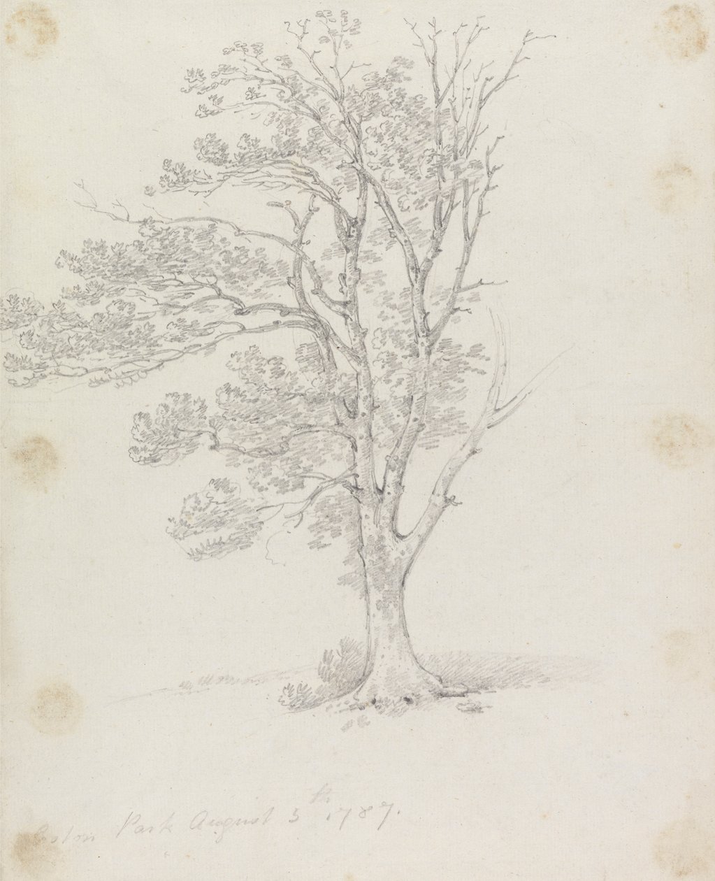 Árvore em Easton Park de Sir George Howland Beaumont seventh Baronet