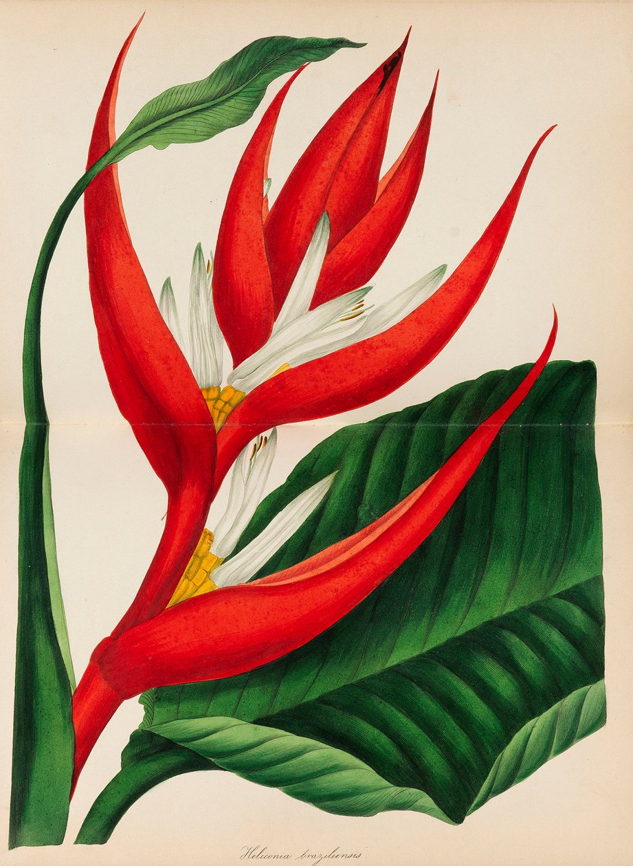 Revista de Botânica de Paxton, 1841. de Sir Joseph Paxton