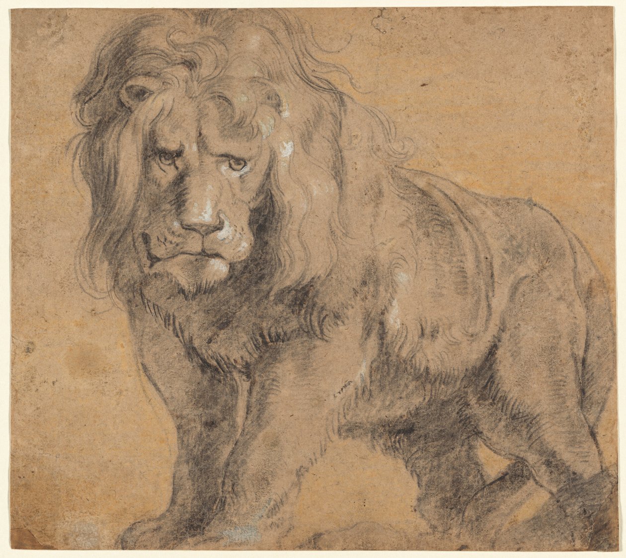 Leoa de Sir Peter Paul Rubens