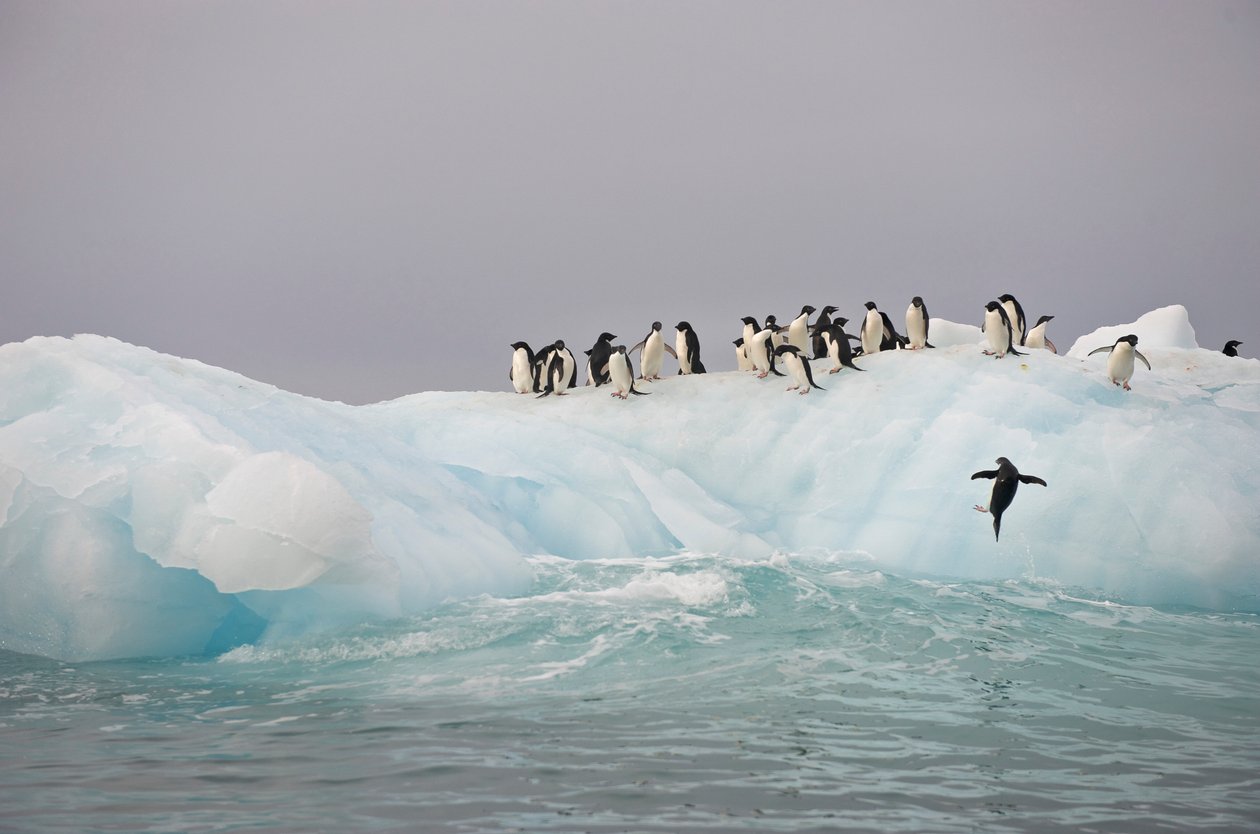 Pinguins de Adélia, Pygoscelis adeliae, num icebergue, 2022 (foto) de Sisse Brimberg