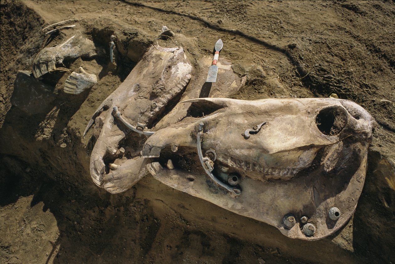 Crânios de cavalo com peças de freio ainda no lugar enchem uma sepultura cita, 2022 (foto) de Sisse Brimberg
