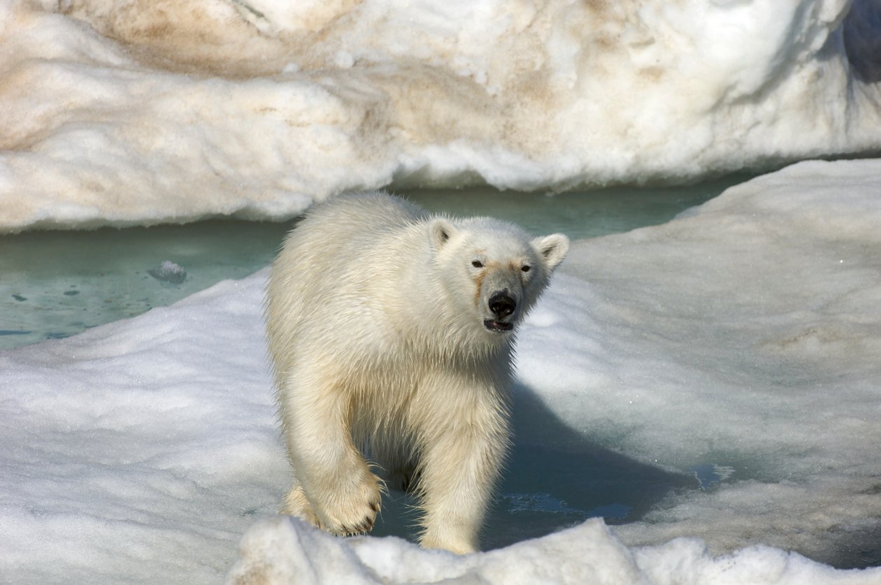 Urso polar (Ursus maritimus) a caminhar sobre um bloco de gelo, Ilhas Svalbard, Noruega, 2022 (foto) de Sisse Brimberg