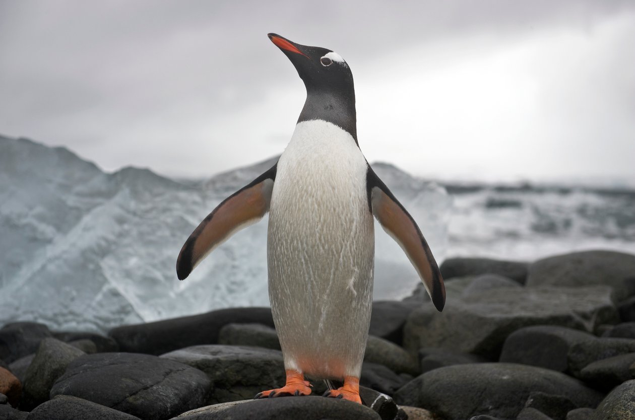 Retrato de um pinguim-gentoo, Pygoscelis papua. Antárctica, 2022 (fotografia) de Sisse Brimberg