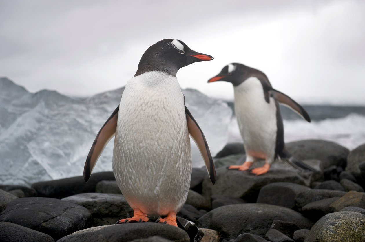 Dois pinguins-gentoo, Pygoscelis papua, numa costa rochosa, Anarctica, 2022 (foto) de Sisse Brimberg