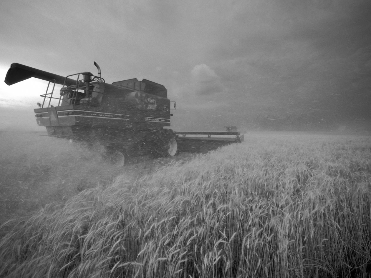 Estados Unidos, Kansas: Trigo do Kansas a ser colhido ao anoitecer durante o verão de 2022 (fotografia) de Sisse Brimberg