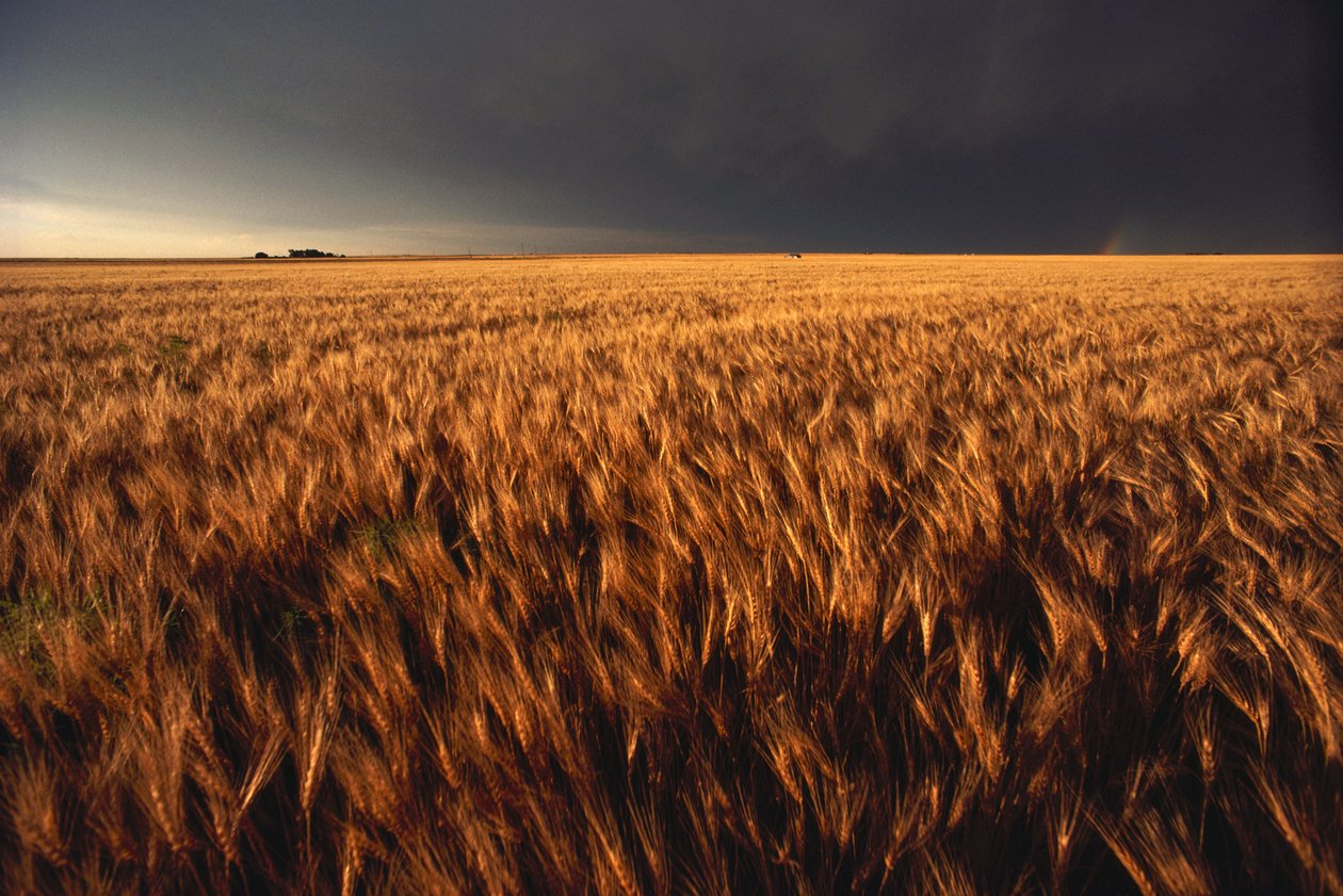 Estados Unidos, Kansas, Tempestade de verão aproxima-se de campo de trigo, 2022 (foto) de Sisse Brimberg