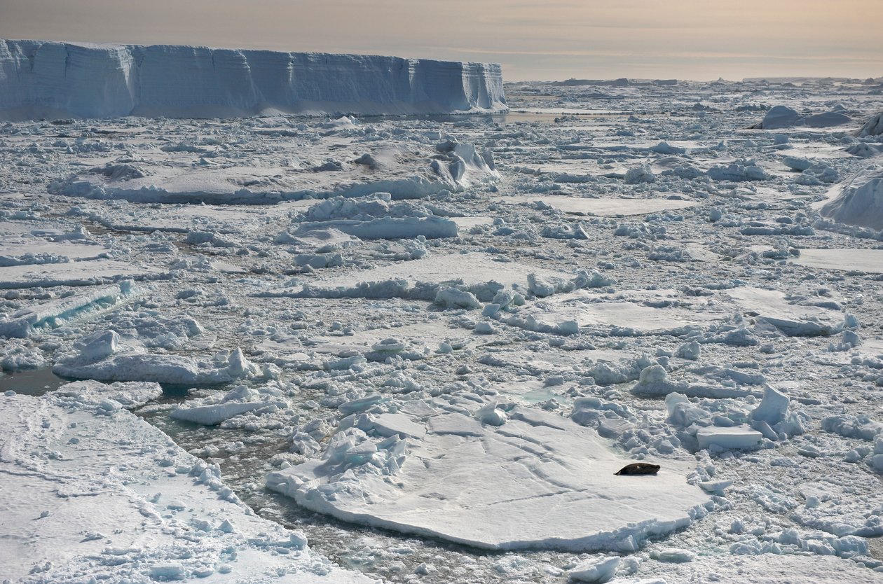 Foca-de-Weddell, Leptonychotes weddellii, a descansar perto de icebergues tabulares. Antárctica, 2022 (foto) de Sisse Brimberg