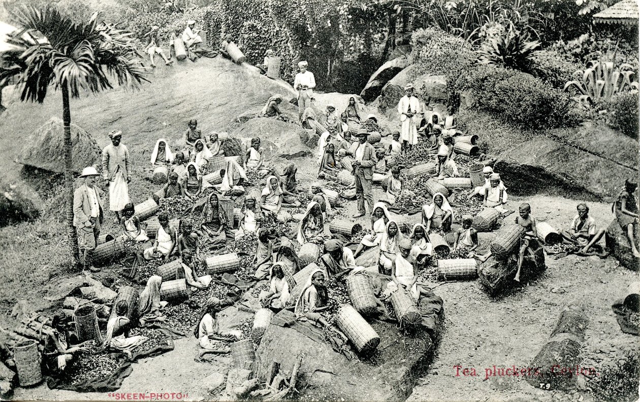Depenadores de chá, Ceilão, c.1900-1930 de Skeen and Co.