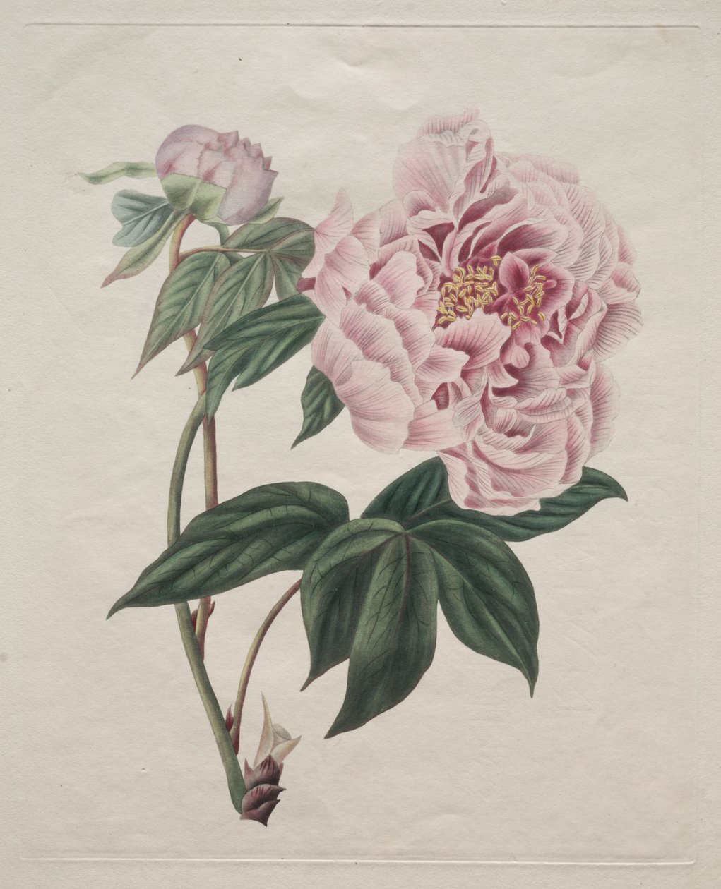Peônia chinesa (Paeonia suffruticosa) de Smith
