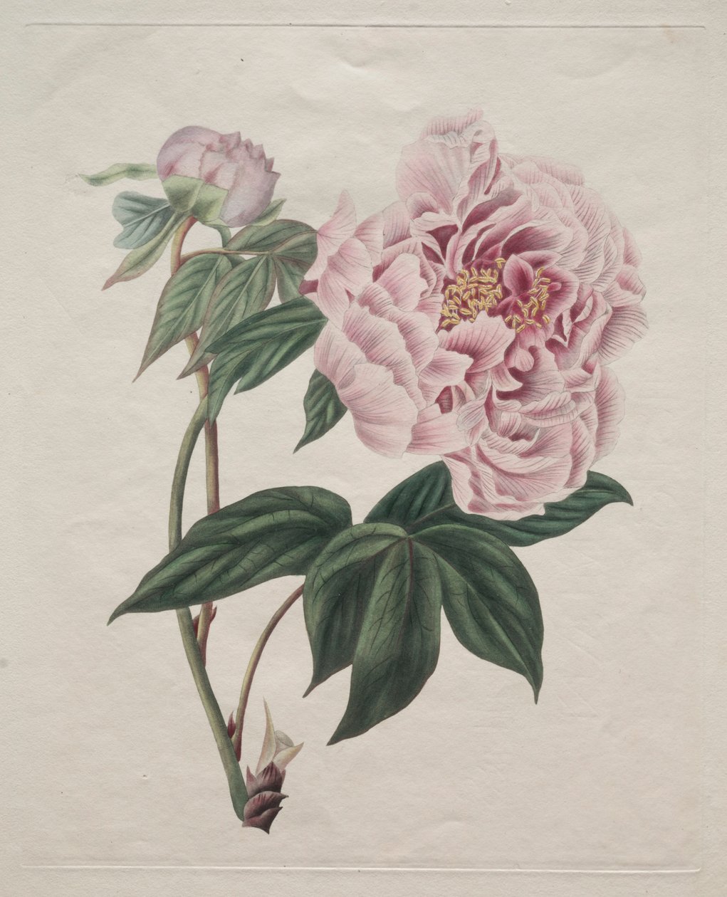Peônia chinesa Paeonia suffruticosa, c. 1820. de Smith