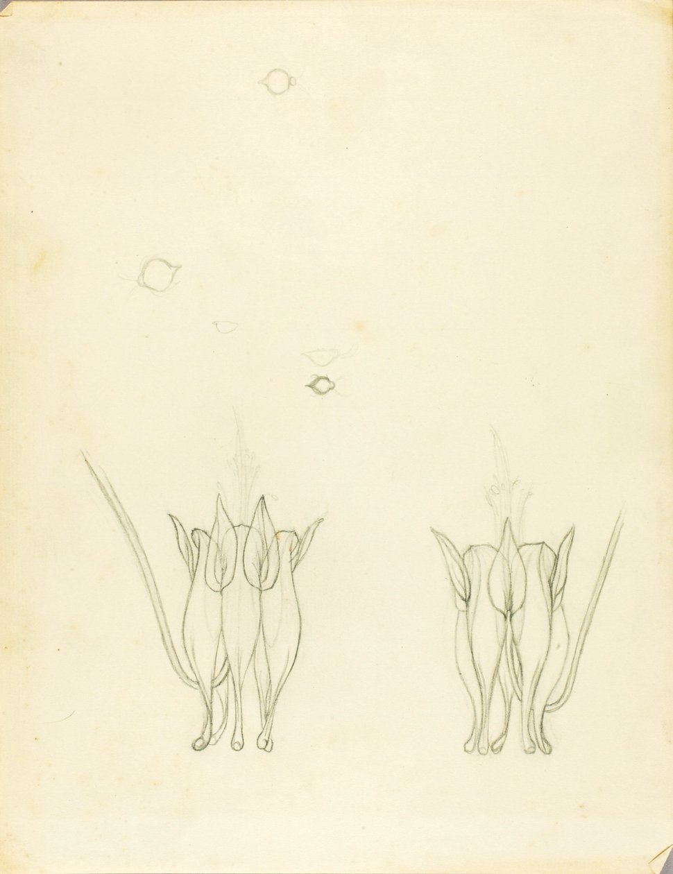 Acácias de Solon H. Borglum