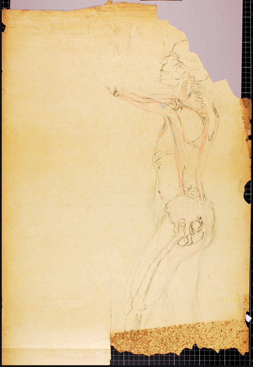 Estudo de anatomia de Solon H. Borglum