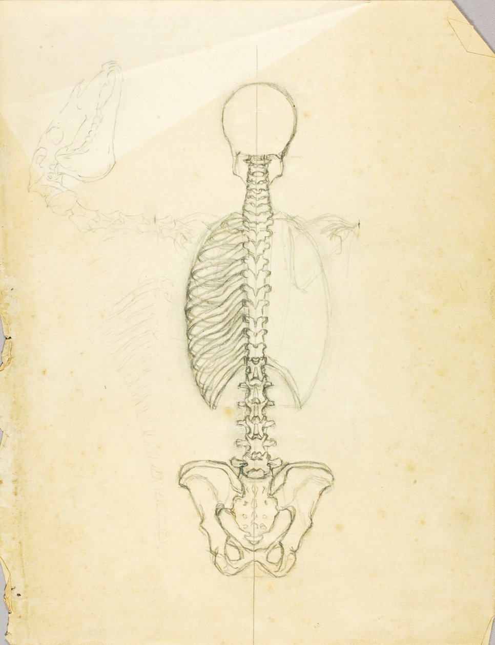 Estudo de anatomia de Solon H. Borglum