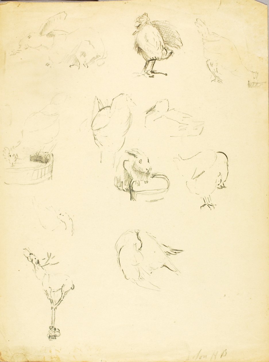 Estudos com animais de Solon H. Borglum