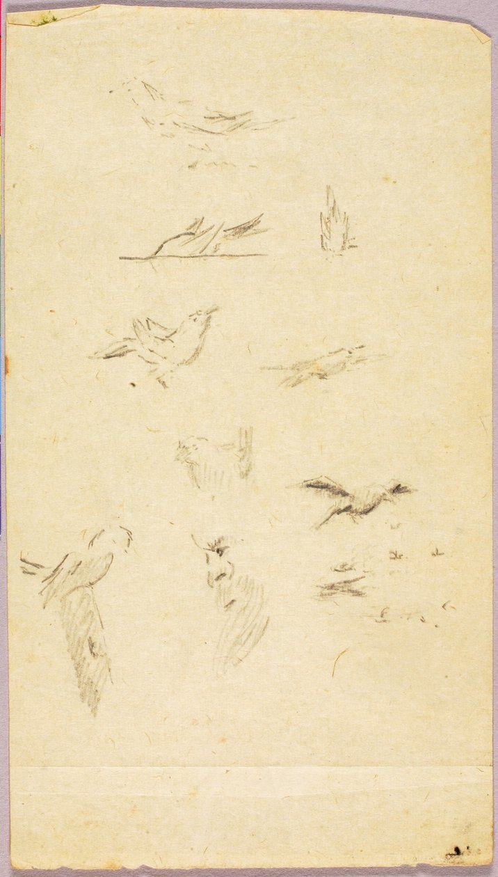 Aves de Solon H. Borglum