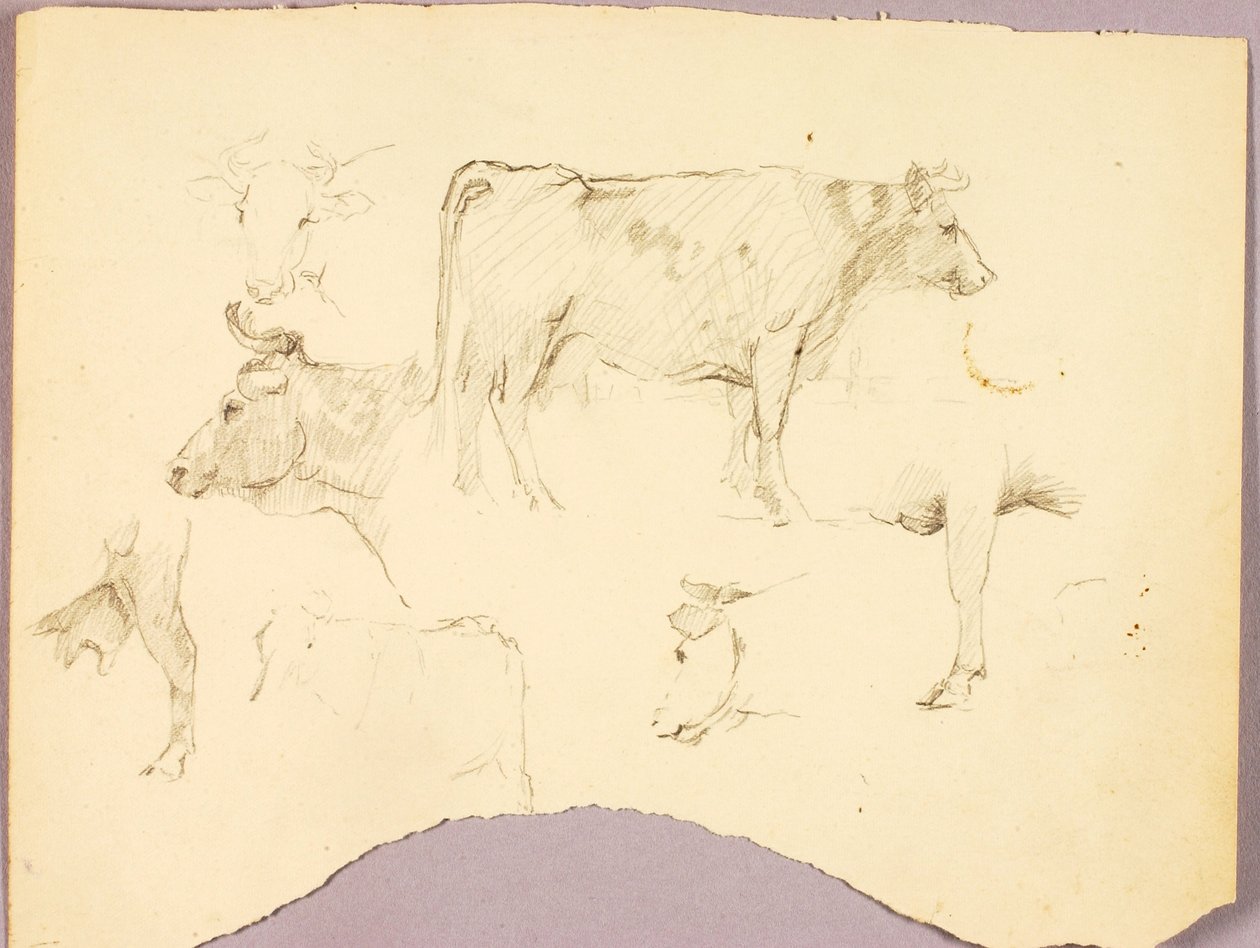 Touros de Solon H. Borglum