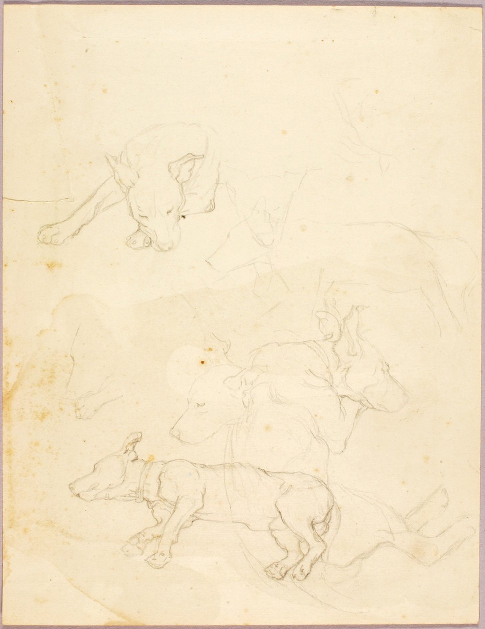 Cães de Solon H. Borglum