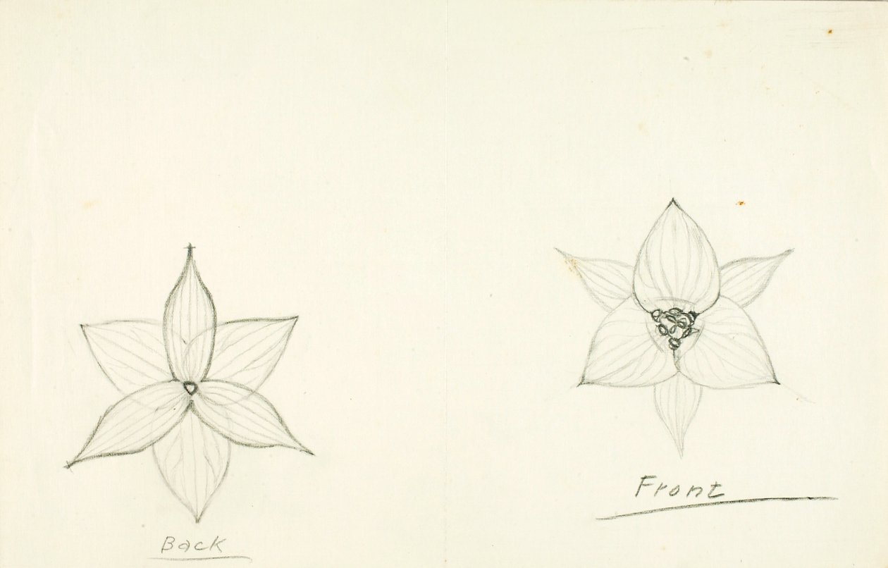 Estrutura da flor de Solon H. Borglum