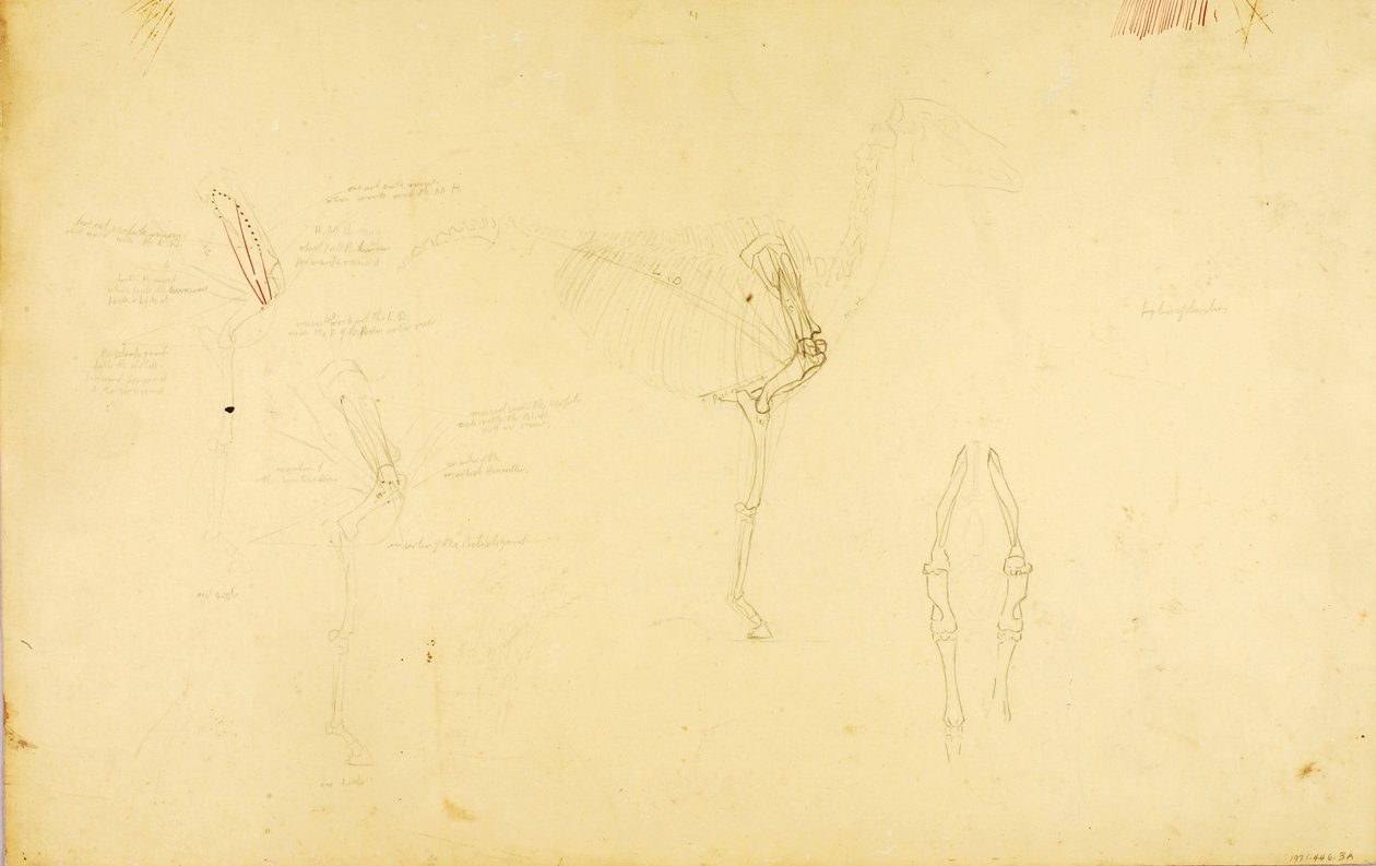 Anatomia do cavalo de Solon H. Borglum