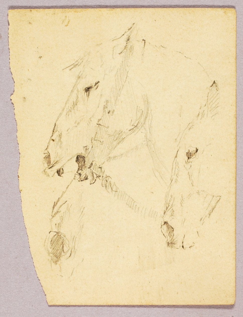 Cabeças de cavalos de Solon H. Borglum